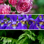 Load image into Gallery viewer, Elaine | Scent notes of Bulgarian Rose, Iris, &amp; Cedar
