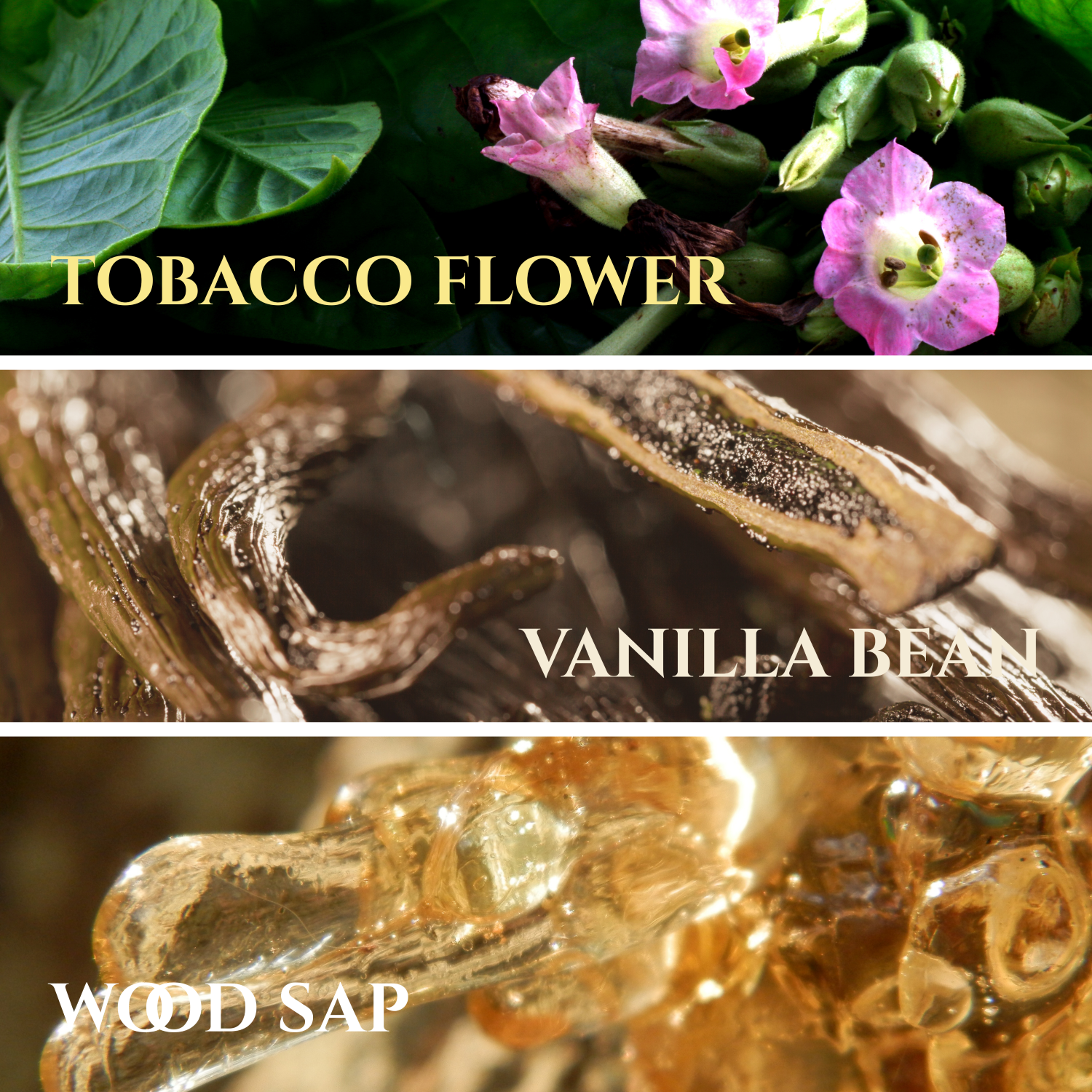 tobacco vanilla notes Kenneth